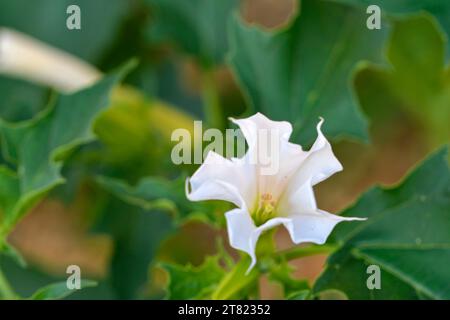 Datura stramonium, bekannt unter den gebräuchlichen Namen Dornapfel, Jimsonweed (Jimsonweed), Teufelsschlinge oder Teufelstrompete, ist eine giftige blühende Pflanze Stockfoto