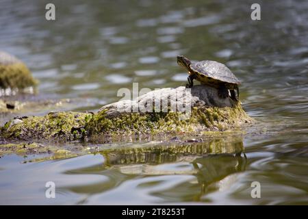 Rothörrige Slider-Schildkröte, die sich in der Sonne auf einem Felsen sonnt. Stockfoto