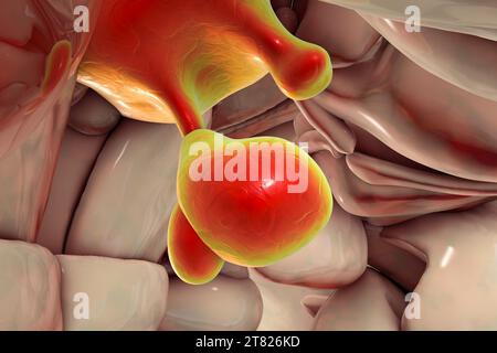 Anatomie der Hypophyse, Illustration Stockfoto