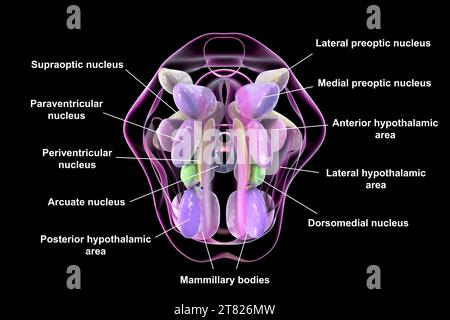 Hypothalamuskerne, Illustration Stockfoto