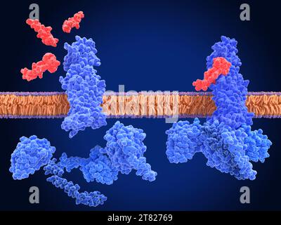 GLP-1-Rezeptoren und Semaglutid-Agonisten, Illustration Stockfoto