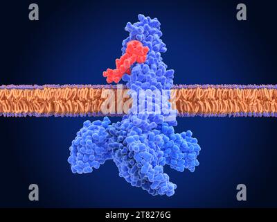 GLP-1-Rezeptor aktiviert durch Semaglutid, Abbildung Stockfoto