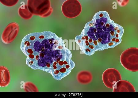 Histoplasma capsulatum Pilz in einem Makrophagen, Illustration Stockfoto