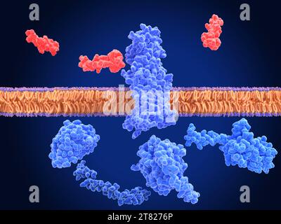 Inaktivierter GLP-1-Rezeptor in der Nähe von Semaglutid, Abbildung Stockfoto