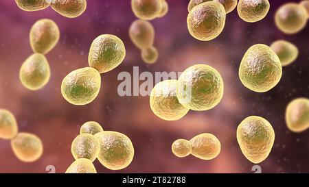 Histoplasma capsulatum Fungus, Illustration Stockfoto