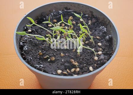 Geben Sie kleine Samen von heißem Pfeffer in einen Topf mit Erde Stockfoto