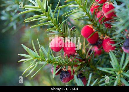 Taxus baccata, gewöhnliche Eibenrotzzapfen auf Zweignaht-selektiven Fokus Stockfoto