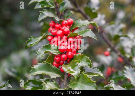 stechpalme, Ilex aquifolium rote Beeren auf Zweig-Nahaufnahme selektiver Fokus Stockfoto