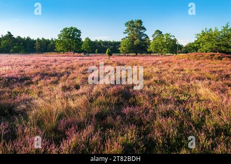 Typische Heidelandschaft mit blühender Heidekraut, im Hintergrund megalithische Gräber der Oldendorfer Totenstatt, Oldendorf (Luhe), Lüneburger Heide Stockfoto