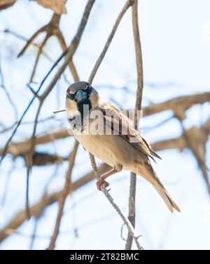 Hausspatzen (Passer domesticus) oder Spatzen oder Hausspatzen, männlich, sitzend auf dem Ast einer Kiefer (Pinus), in die Kamera schauen, das Blau von Stockfoto