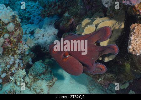 Großer blauer Tintenfisch (Octopus cyaneus), Tauchplatz Hausriff, Mangrove Bay, El Quesir, Rotes Meer, Ägypten Stockfoto