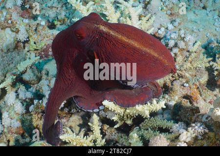 Großer blauer Tintenfisch (Octopus cyaneus), Tauchplatz Hausriff, Mangrove Bay, El Quesir, Rotes Meer, Ägypten Stockfoto