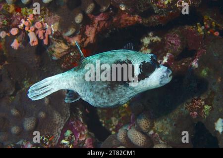 Maskierter Kugelfisch (Arothron diadematus), Tauchplatz am Hausriff, Mangrove Bay, El Quesir, Rotes Meer, Ägypten Stockfoto