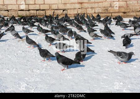 Schöne Taubenvögel, Stadttauben leben in einer urbanen Umgebung Stockfoto