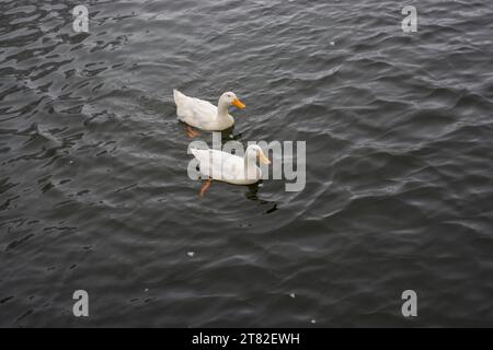 Weiße Hausgans schwimmen im Teichwasser Stockfoto