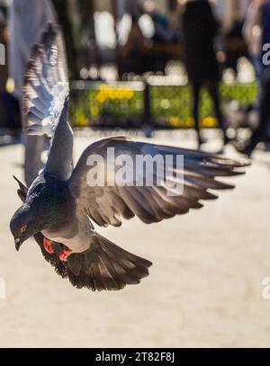 Einzige Taube mit Flügeln in der Luft öffnen Stockfoto