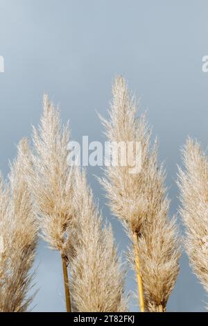 Allgemein bekannt als Pampasgras (Cortaderia selloana), in der Aussicht Stockfoto