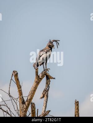 Long Crested Eagle Hawk Bird in Masai Mara Kenia Afrika Stockfoto