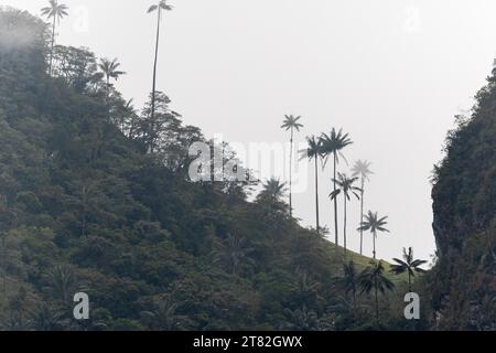 Gruppe von Wachspalmen (Ceroxylon quindiuense) im Nebel, Valle de Cocora, Kolumbien Stockfoto