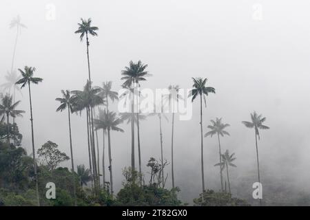 Gruppe von Wachspalmen (Ceroxylon quindiuense) im Nebel, Valle de Cocora, Kolumbien Stockfoto