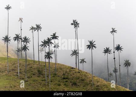 Gruppe von Wachspalmen (Ceroxylon quindiuense) im Nebel, Valle de Cocora, Kolumbien Stockfoto