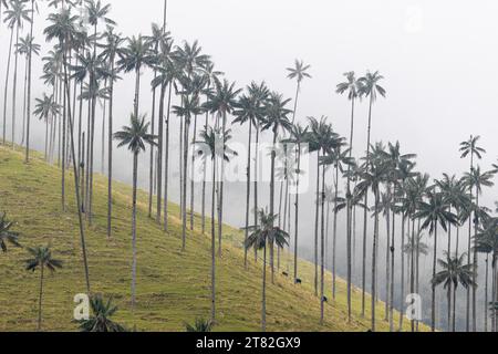 Gruppe von Wachspalmen (Ceroxylon quindiuense), Valle de Cocora, Kolumbien Stockfoto