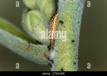 Die länglichen hellen Schnürlarven (Chrysopidae), auch Blattlauslöwen genannt, werden wegen ihrer Wirkung als biologischer Pflanzenschutz eingesetzt Stockfoto