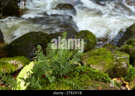 Polypodium vulgare (Polypodium vulgare) auf einem moosigen Stein bei einem schnell fließenden Bach bei Baden-Baden, Baden-Württemberg Stockfoto