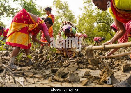 Sundarbans, Indien. November 2023. Indische Frauen werden beim Graben mit Schaufeln in einer Mangrovenplantage gesehen. Die Sundarbans sind die Region des Ganges-Deltas im Bundesstaat Westbengalen, wo die Auswirkungen des Klimawandels bereits sichtbar sind. Die Küstenerosion, die durch den Anstieg des Meeresspiegels, die immer stärkeren Wirbelstürme und den Anstieg des Süßwassersalzes verursacht wird, gehören zu den Hauptproblemen für die Menschen in der Region. (Foto: Davide Bonaldo/SOPA Images/SIPA USA) Credit: SIPA USA/Alamy Live News Stockfoto