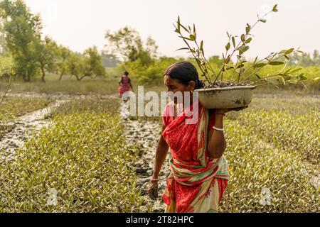 Sundarbans, Indien. November 2023. Eine Frau wird gesehen, die einen Mangrovensprossen in einer Mangrovenplantage hält. Die Sundarbans sind die Region des Ganges-Deltas im Bundesstaat Westbengalen, wo die Auswirkungen des Klimawandels bereits sichtbar sind. Die Küstenerosion, die durch den Anstieg des Meeresspiegels, die immer stärkeren Wirbelstürme und den Anstieg des Süßwassersalzes verursacht wird, gehören zu den Hauptproblemen für die Menschen in der Region. Quelle: SOPA Images Limited/Alamy Live News Stockfoto