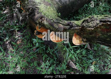 Eine Gruppe von truthahnschwanzpilzen (Trametes versicolor), die auf einem gefallenen Gummistumpf gedeihen Stockfoto