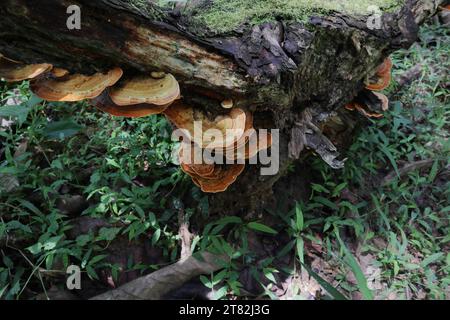 Hoher Blickwinkel der orangefarbenen Kappenpilze, bekannt als truthahnschwanzpilze (Trametes versicolor), die als Gruppen auf einem erhöhten Zimmer wachsen Stockfoto