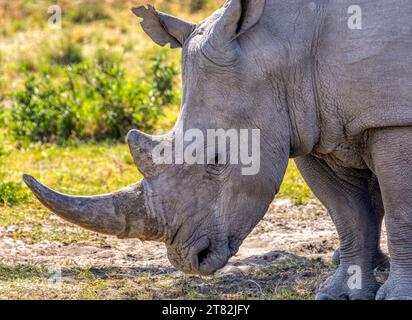 nashorn Kopf aus nächster Nähe, Spaziergang in der Savanne an einem sonnigen Tag Stockfoto