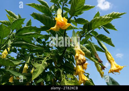 Engel Trompete, Garten, Pflanzen, Brugmansia suaveolens Stockfoto