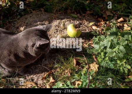 Die süße blaue, burmesische Katze spielt mit einem trockenen Blatt auf einem Zweig im Garten Stockfoto