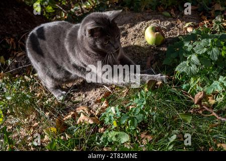 Die süße blaue, burmesische Katze spielt mit einem trockenen Blatt auf einem Zweig im Garten Stockfoto