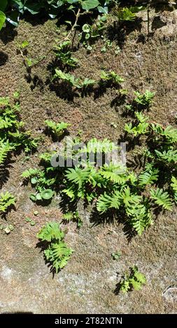 Ein junger Farn wächst im Frühjahr auf einem alten Betonzaun, der mit Moos aus Feuchtigkeit bedeckt ist, in der Stadt Sintra in Portugal Stockfoto