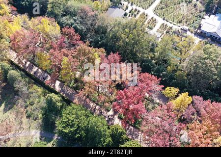 NANJING, CHINA - 18. NOVEMBER 2023 - Touristen genießen die Landschaft auf der SteinElefantenstraße des Ming Xiaoling Mausoleums im Zhongshan Scenic Area in Stockfoto