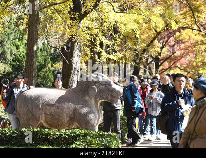 NANJING, CHINA - 18. NOVEMBER 2023 - Touristen genießen die Landschaft auf der SteinElefantenstraße des Ming Xiaoling Mausoleums im Zhongshan Scenic Area in Stockfoto