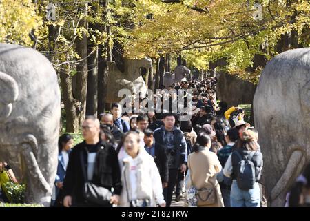 NANJING, CHINA - 18. NOVEMBER 2023 - Touristen genießen die Landschaft auf der SteinElefantenstraße des Ming Xiaoling Mausoleums im Zhongshan Scenic Area in Stockfoto