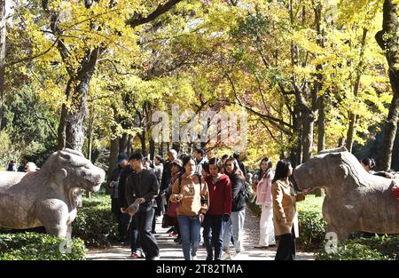 NANJING, CHINA - 18. NOVEMBER 2023 - Touristen genießen die Landschaft auf der SteinElefantenstraße des Ming Xiaoling Mausoleums im Zhongshan Scenic Area in Stockfoto