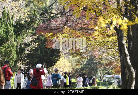 NANJING, CHINA - 18. NOVEMBER 2023 - Touristen genießen die Landschaft auf der SteinElefantenstraße des Ming Xiaoling Mausoleums im Zhongshan Scenic Area in Stockfoto