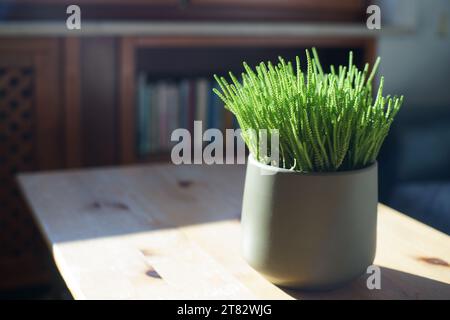 Crassula muscosa Lycopodioides Pflanze in der Vase, auf dem Tisch Stockfoto