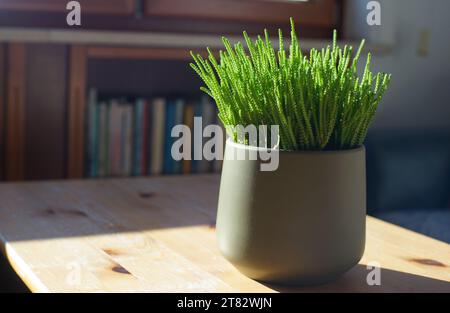 Crassula muscosa Lycopodioides Pflanze in der Vase, auf dem Tisch Stockfoto