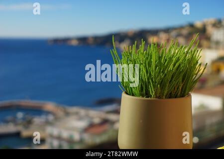 Crassula muscosa lycopodioides Pflanze im Vase, Neapel, Italien Stockfoto