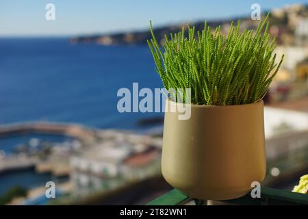 Crassula muscosa lycopodioides Pflanze im Vase, Neapel, Italien Stockfoto