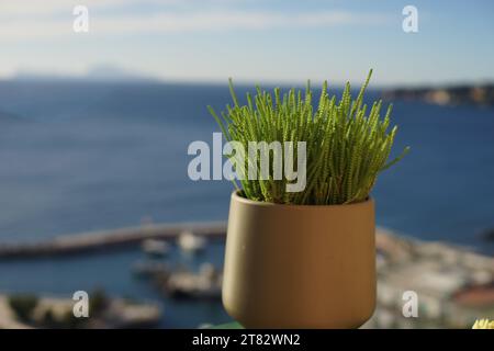 Crassula muscosa lycopodioides Pflanze im Vase, Neapel, Italien Stockfoto