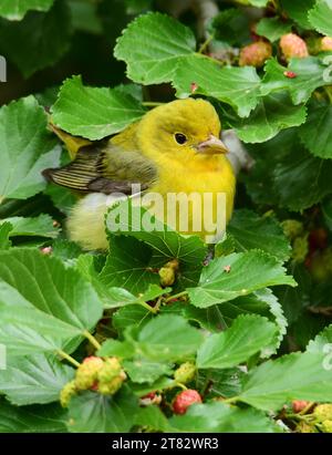 Hübsche gelbe, scharlachrote Tanager in einem Maulbeerbaum während des Frühlingszugs im smith Oaks Sanctuary auf der High Island bei winnie, texas Stockfoto