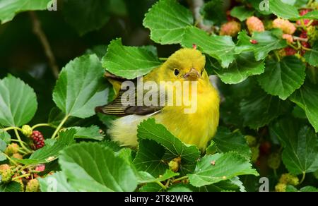 Hübsche gelbe, scharlachrote Tanager in einem Maulbeerbaum während des Frühlingszugs im smith Oaks Sanctuary auf der High Island bei winnie, texas Stockfoto