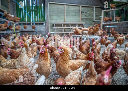 Legehennen in einem Geflügelstall Stockfoto